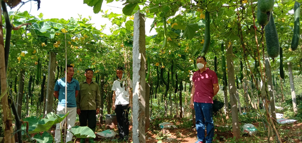 Lãnh đạo xã Tân Thành thăm mô hình cải tạo vườn tạp